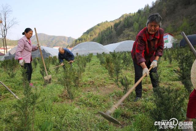 镇安有棵1500年树龄红豆杉 这是成了红豆杉氧吧小镇