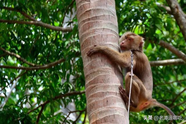 你买到的泰国椰子，有可能是猴子帮你摘的