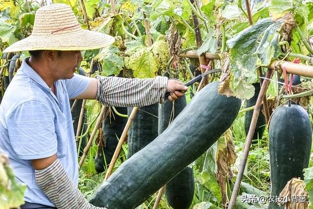 冬瓜怎样种植长得大、产量高？告诉你十个种植管理技巧