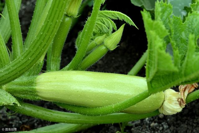 西葫芦种植过程中的五个重点，五个难点都在这里！五分钟即可学会