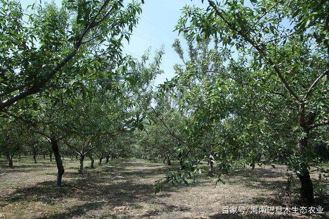 河南巴旦木“苗木”投入分析，优势对比，种植户：多少年能够回本