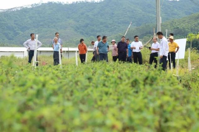 博罗试点推广金银花种植，农民亩收入达8千至1万元