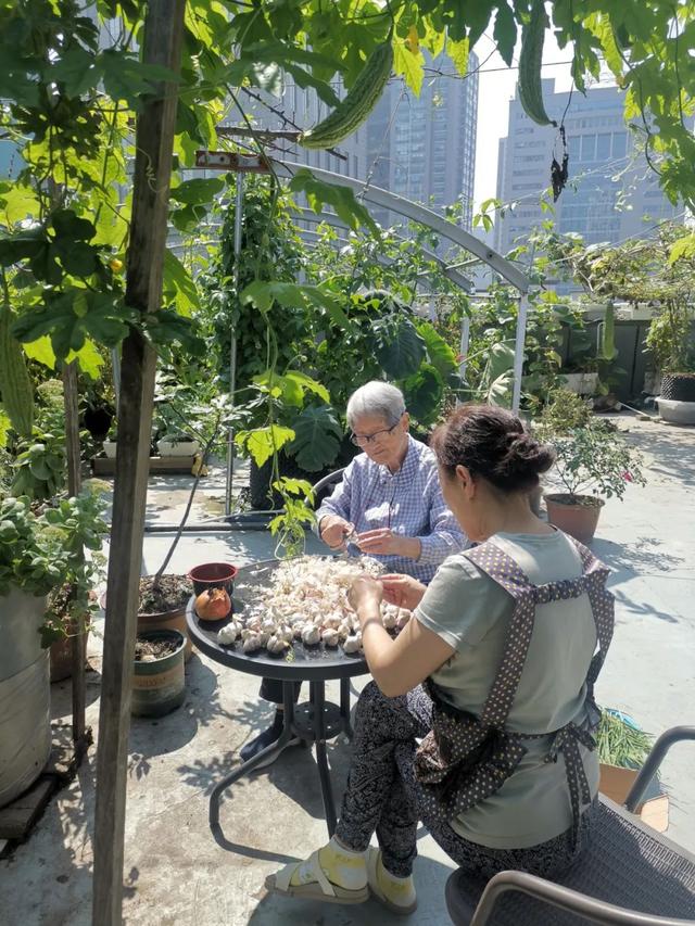 楼顶菜园（九月），又到桂花飘香时