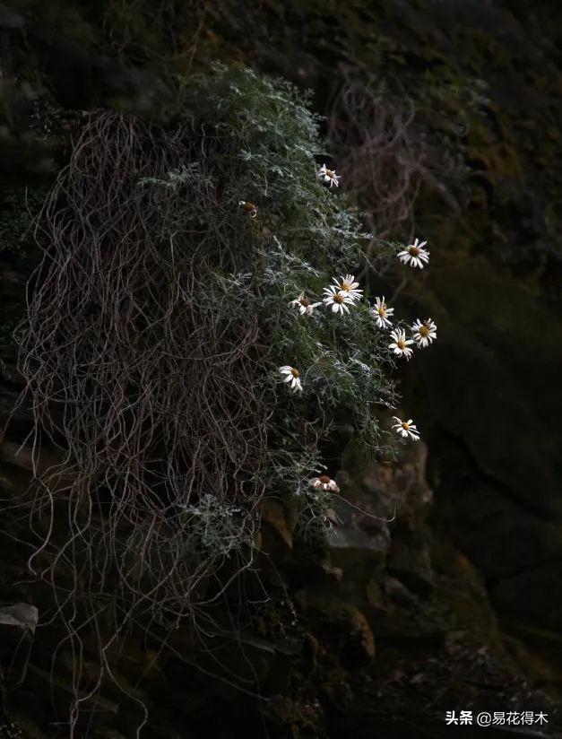 蓺菊｜令人惊叹的悬崖菊的鉴赏与制作
