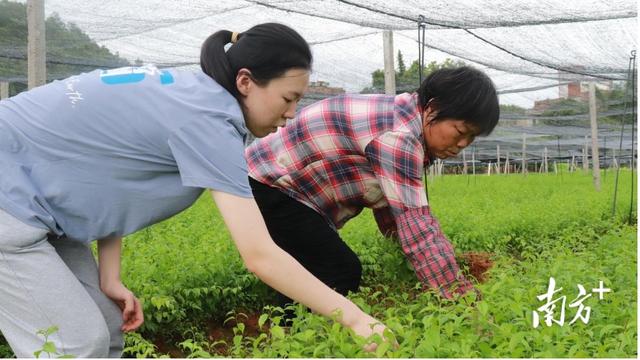 广药大学生在云浮田间地头创业，南药选育又有新突破