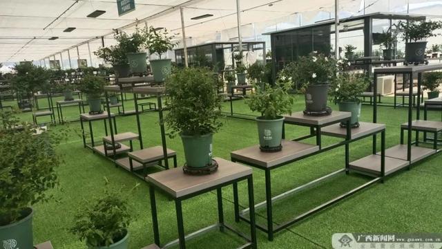 横州市：“高质、高效、高科技”发展茉莉花产业