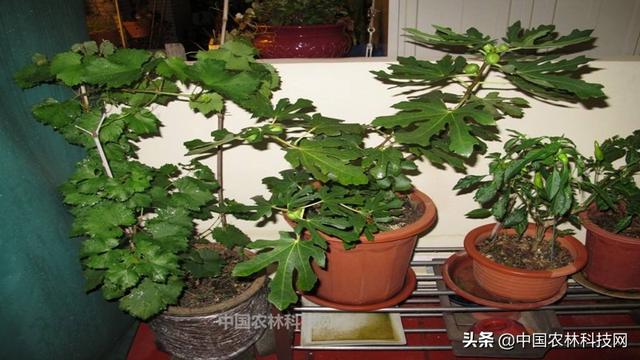 教你超简单的无花果盆栽种植技术，果子多到吃不完