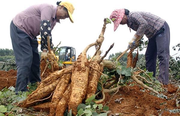 文县良秀中药材种植农民专业合作社：致富路上药飘香