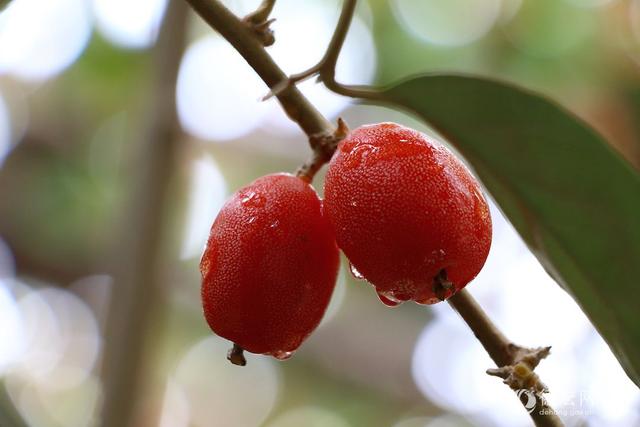 俗称“羊奶子”，儿时当零食，如今被偷砍，你家山里若还有，珍惜