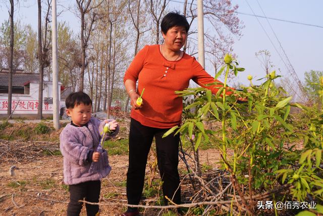 中药材涨价，农民种植反而陷入迷茫，未来5年能赚钱的品种有哪些