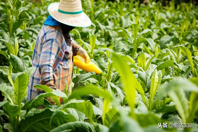 新农知识——烟草种植技术，及推广对策探究