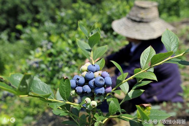 知道这6条，农业特种种植不再受骗！