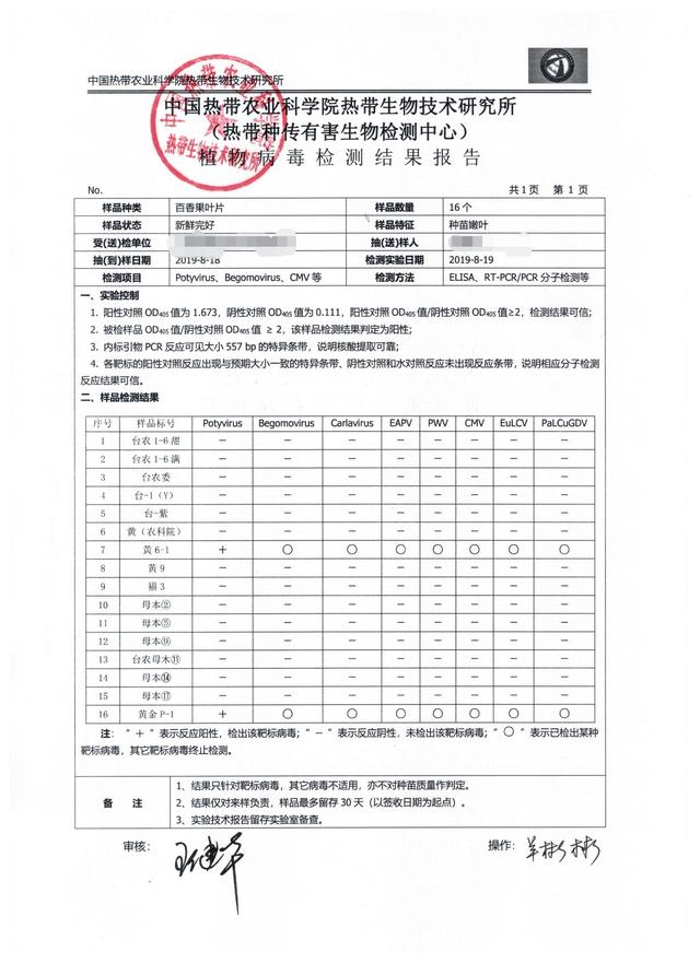 种百香果都害怕病毒苗，只需4步，便知种苗是否带病毒