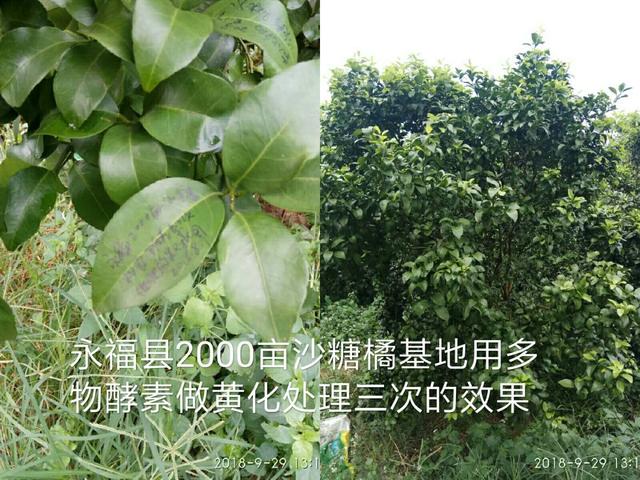 “多物”酵素种植技术说明书（花卉苗木等）