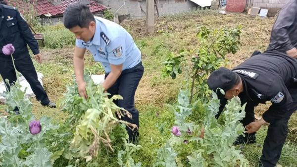 种植罂粟“尝鲜”、治病、观赏……湖南多人受罚