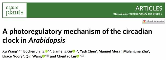 NP封面｜植物蓝光受体相分离调控mRNA甲基化，影响生物钟的光响应