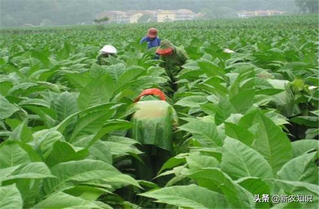 新农知识——烟草种植技术，及推广对策探究