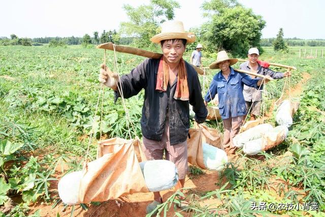 冬瓜怎样种植长得大、产量高？告诉你十个种植管理技巧