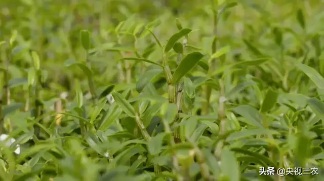 枯树枝变“神器”：在家就能种的“救命仙草”铁皮石斛