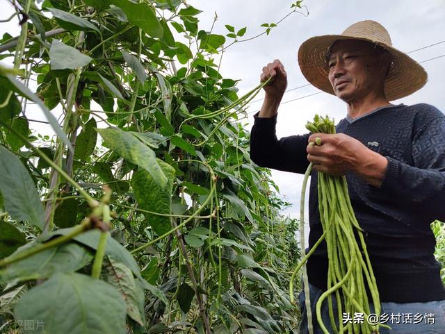 六月份适合种植哪些蔬菜？这几种正合适，想种菜别错过