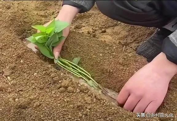 泡着来，横着栽，喷三下，红薯种植高手的经验，试过的人家都说好