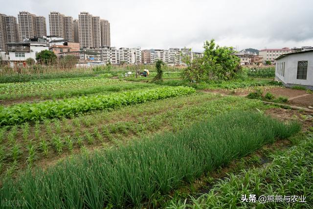 4月要到了，种植蔬菜多了，南、北方具体可以种植什么蔬菜