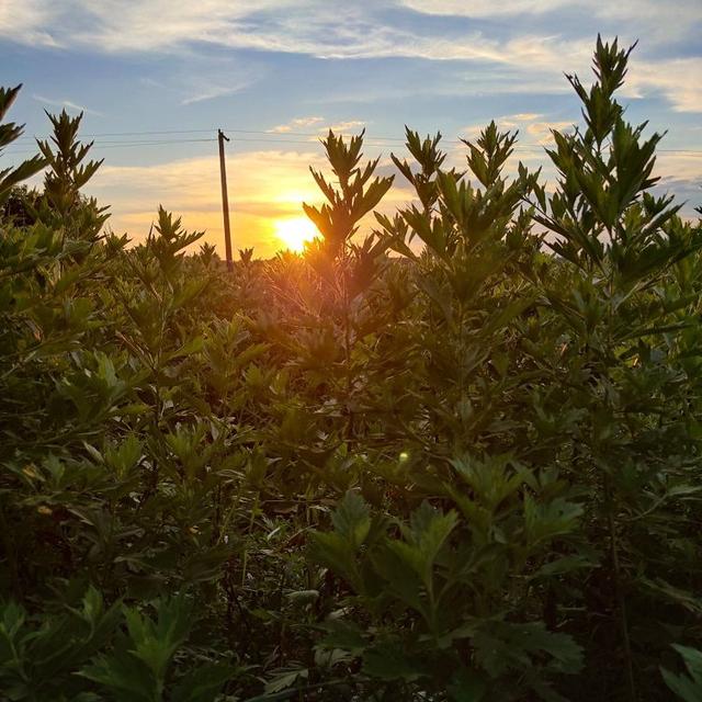 艾草的生长环境，以及中国艾草的布局