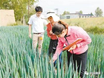 一块地78个大葱品种、温室种出灵芝和木耳，青海蔬菜如何快速发展