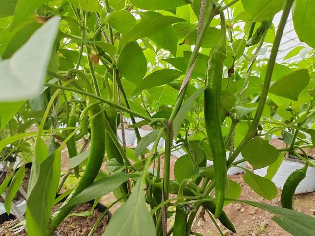 种植辣椒出现落花不坐果，农户管理有问题，做好3点能避免