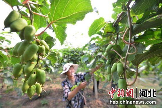 石家庄赞皇县：软枣猕猴桃种植助农民增收