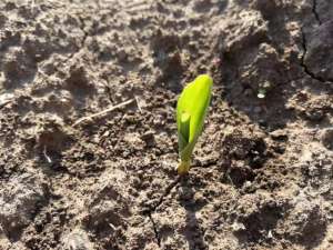 夏播玉米种植时间(夏玉米播种期即将到来要掌握哪些管理细节？如何提高播种质量？)