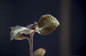 金线莲野生和种植区别(这种草真好看叶片带金线，人称“鸟人参”，农村树下有很多)