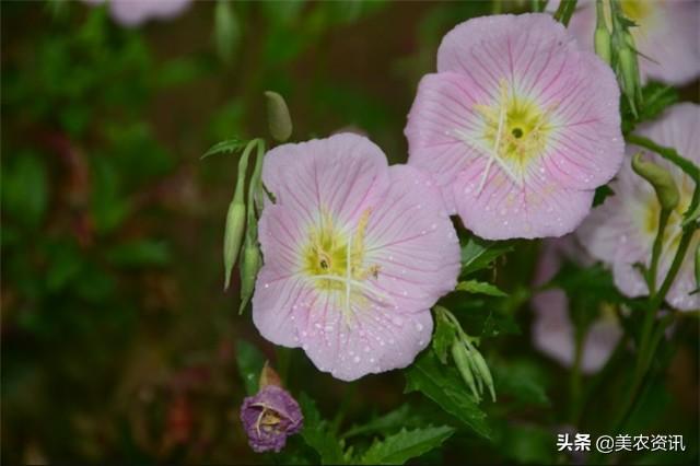 月见草的种植技术，看这里，来看看怎么育种、管理