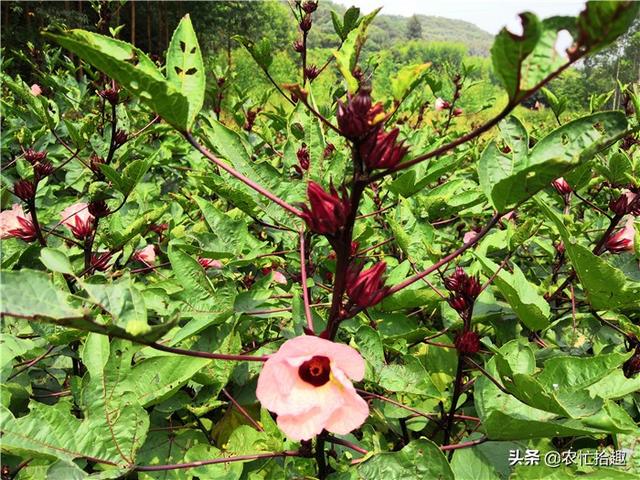 20年前种满山，价格低到懒得摘，如今一斤13元，不敢种了