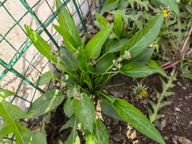 早开堇菜丨跟「紫花地丁」很像的野菜，药食同源，认识吧？