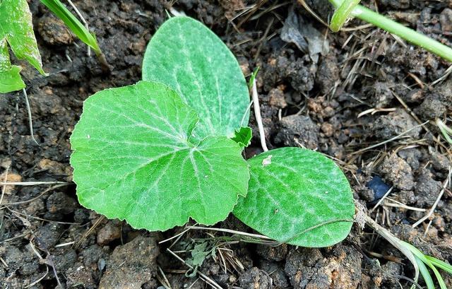 豆角种植技术要点及管理举措研究，学到就是你的，还不来看吗？