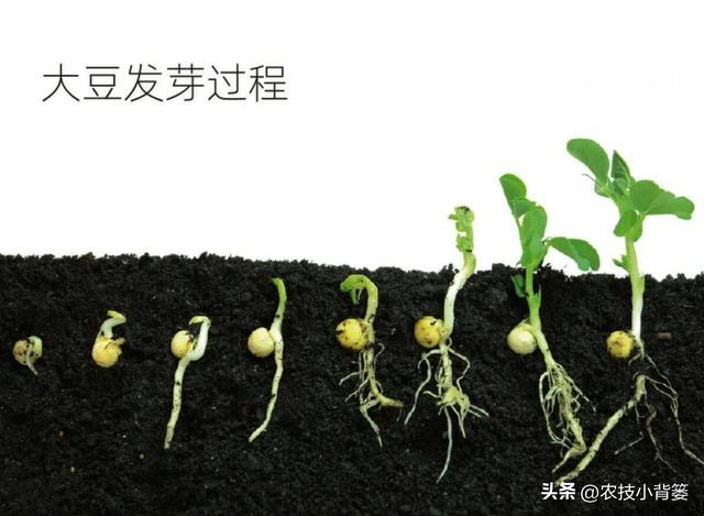 大豆用什么拌种？怎样播种能够整齐出苗？种植多大密度能够高产？