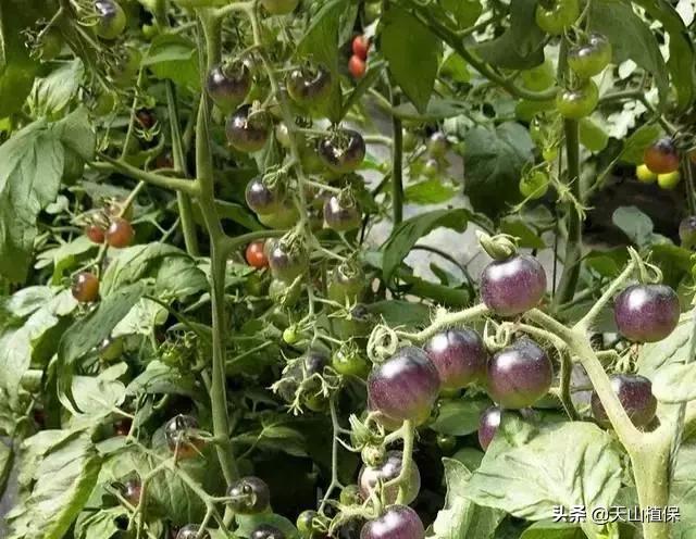 如何种植黑番茄，需要哪些种植技术？