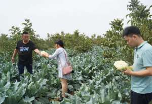 菜花种植(种植花椰菜，想优质高产，学会这招很关键，你会吗？)