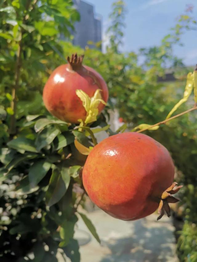 楼顶菜园（九月），又到桂花飘香时