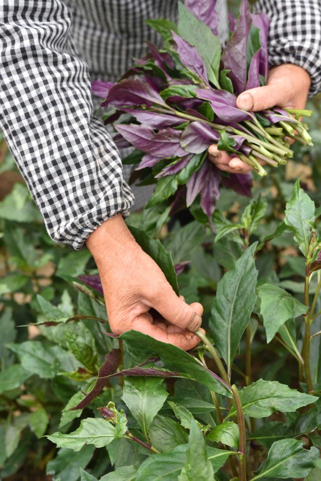 #（经济）贵州黄平：野菜驯化种植催生农业新业态