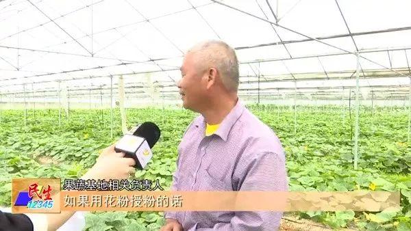 少见多怪？阳东新洲：香芋味的小南瓜长这个样