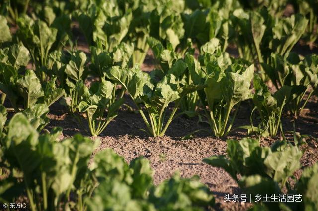 萝卜要想好吃，就这样种植，不但高产质量也优