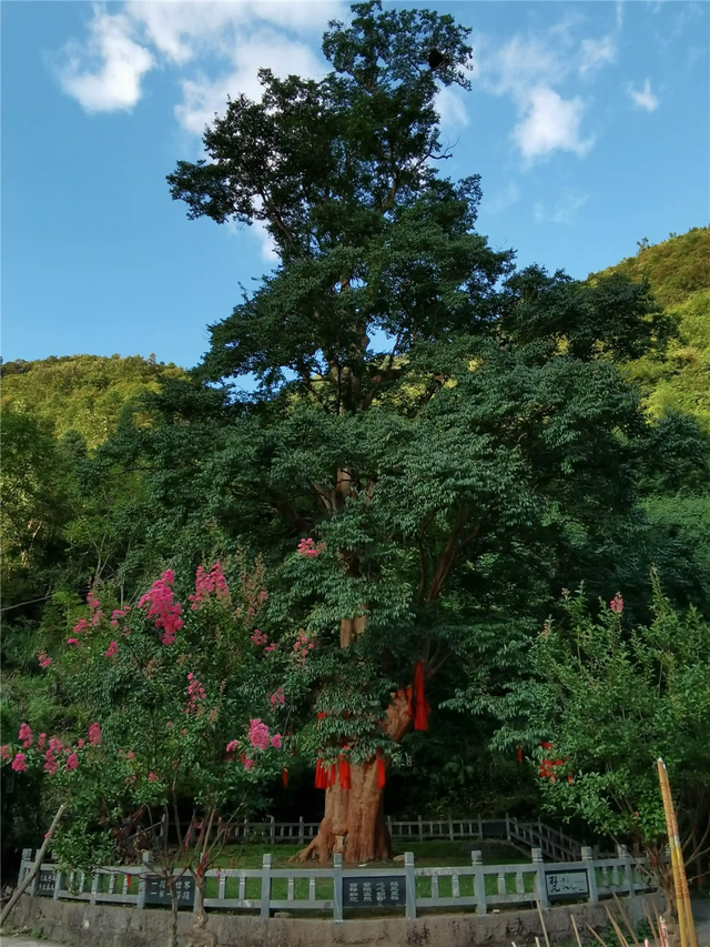 梵净山一棵千年紫薇树，每年脱一层皮，三年开一次花，但从不结籽