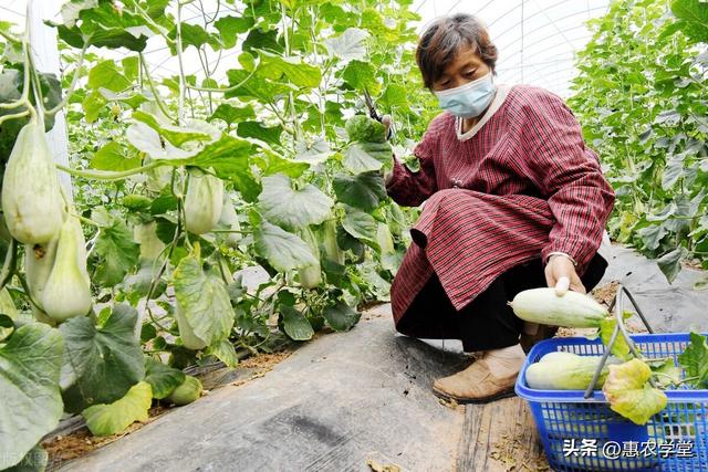 羊角蜜甜瓜种植流程详解：如何种出美味多汁的甜瓜？