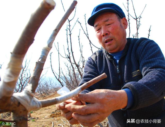 柑橘嫁接常用的砧木品种、嫁接方法，及各类砧木特点和嫁接步骤！