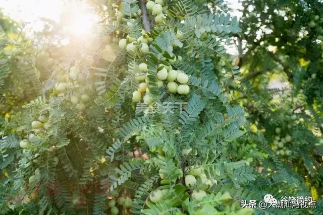 潮汕特产之甜油甘