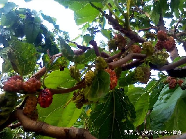 桑葚种植管理如何施肥产量高？种植桑葚壮苗促果怎么用肥好