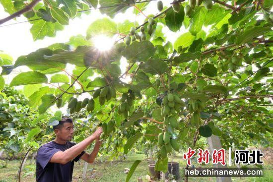 石家庄赞皇县：软枣猕猴桃种植助农民增收