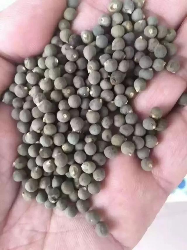 可养成盆栽的秋葵，种下2个月后就能不断采摘豆荚